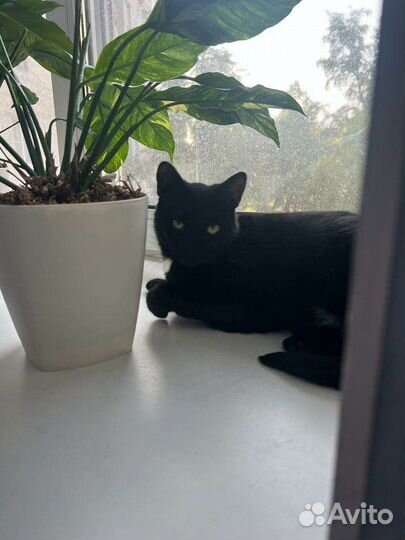 Кошечка в добрые руки