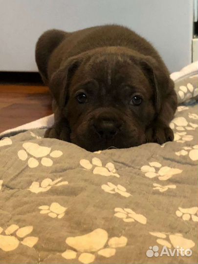 Кане Корсо самая лучшая девочка)