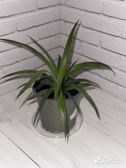 Монстера манки