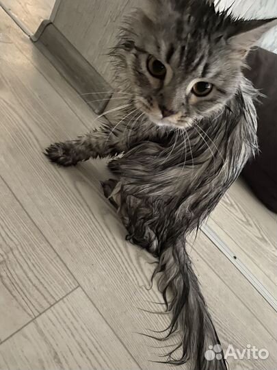 Отдам кота в добрые руки