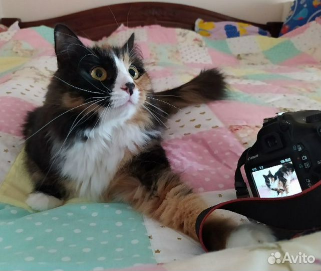 Кошка Муся ищет дом