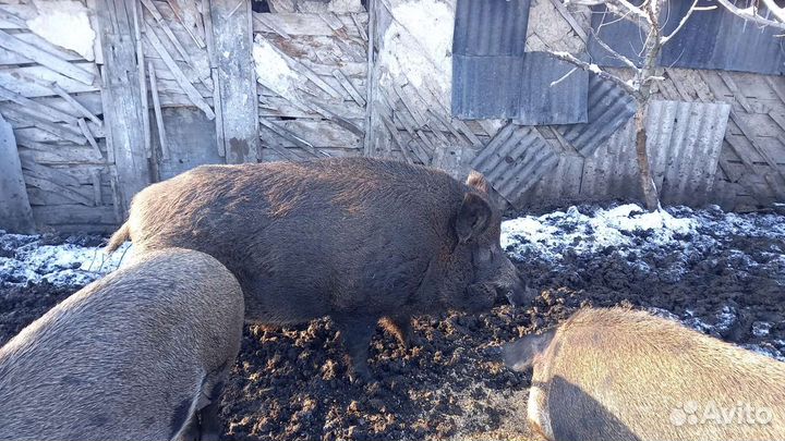 Дикий кабан