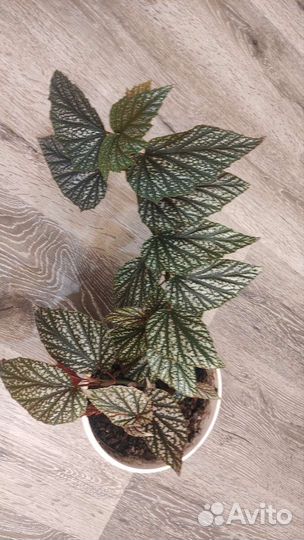 Бегония вечноцветущая