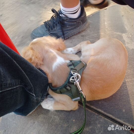 Русский спаниель