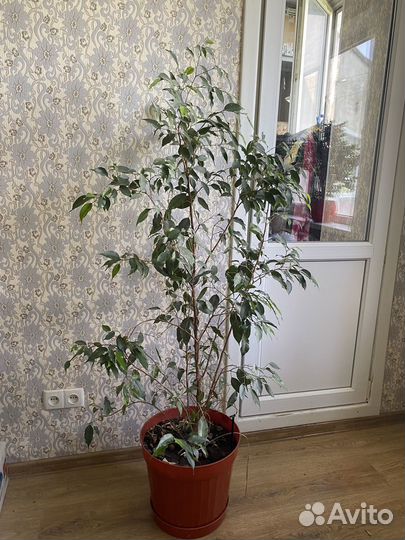 Фикус бенджамина