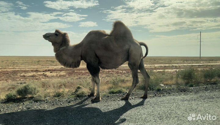 Услуги такси межгород