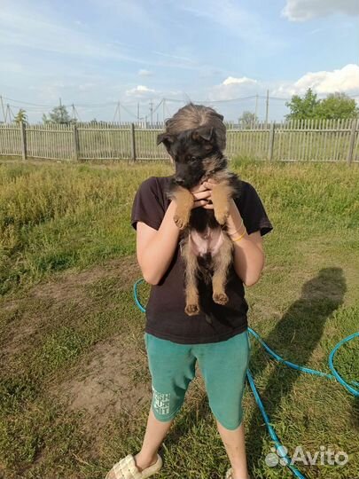 Щенки немецкой овчарки