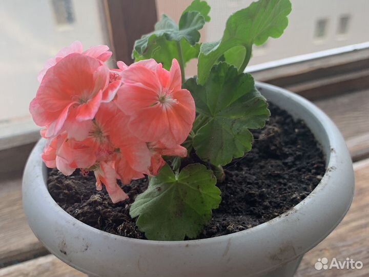 Пеларгония герань розобудная