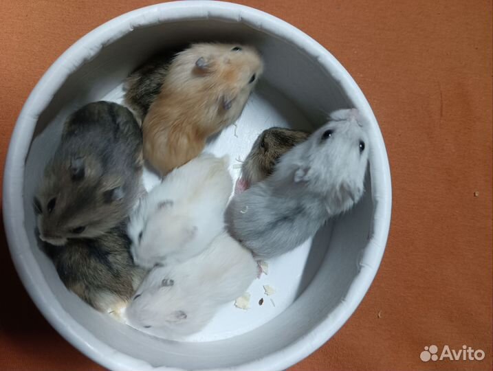 Джунгарский хомяк