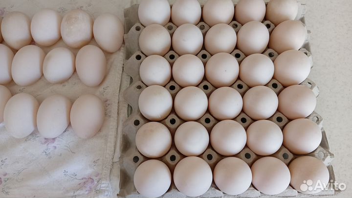 Инкубационные яйца индоуток и других домашних птиц