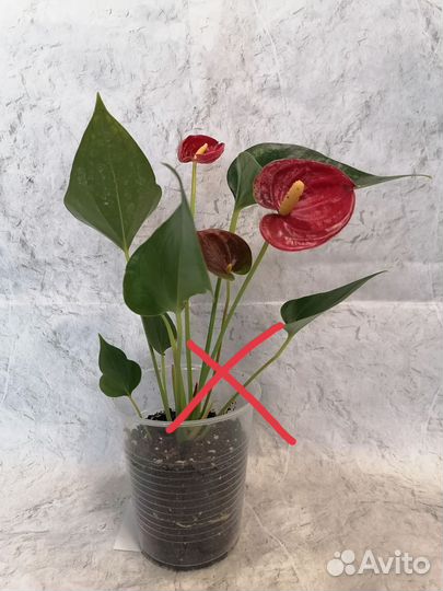 Антуриум сортовой