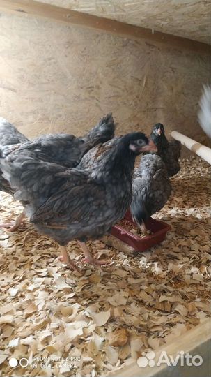 Цыплята Барневельдер