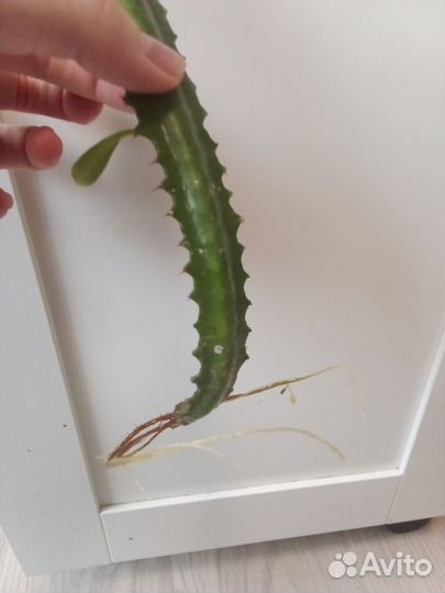 Молочай трёхграный