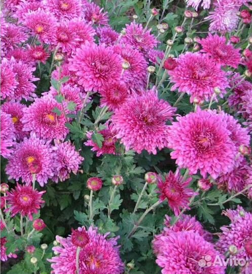 Хризантемы многолетние садовые высокорослые