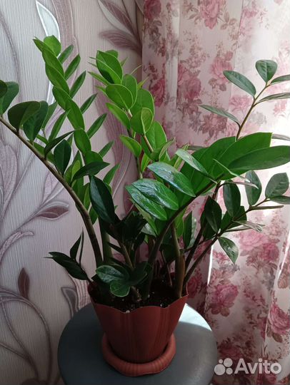 Цветы для дома и офиса