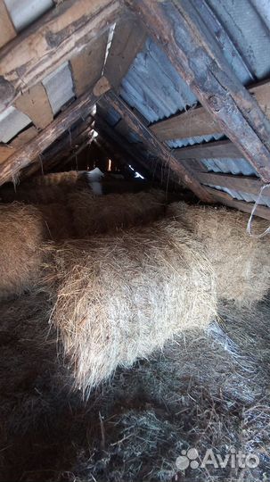 Продам сено в рулонах