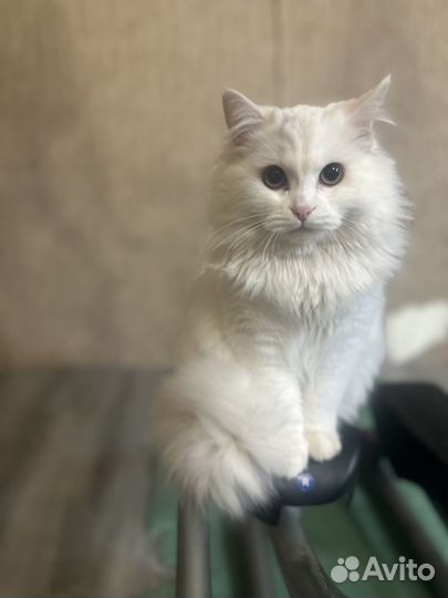 Отдам в добрые руки