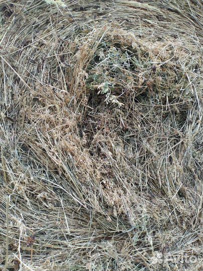 Продам сено в рулонах