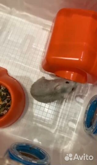 Хомяк с клеткой