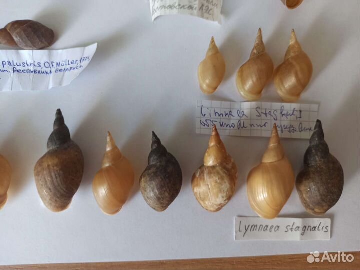 Морские раковины