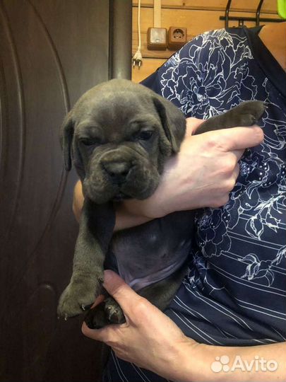 Кане Корсо самая лучшая девочка)