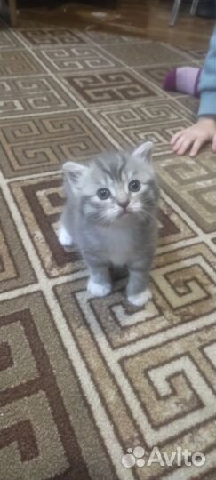 Британцы метисы