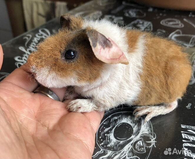 Морские свинки.Малыши.1 мес