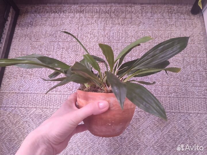 Sievenkingia fimbriata орхидея