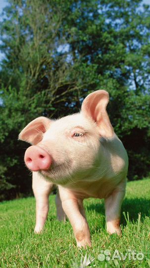 Поросенок ландрас