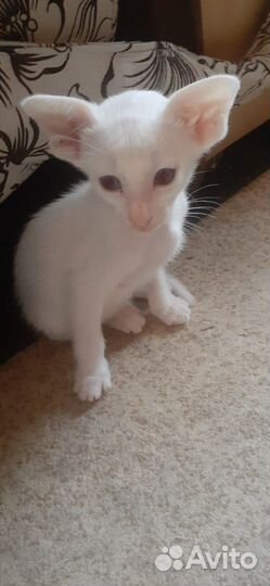 Котенки ориенталы