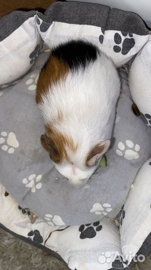 Морские свинки, гладкошерстные