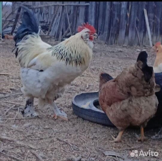 Петух фавероль