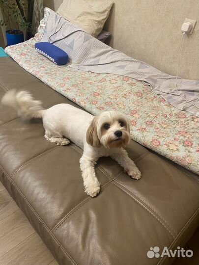 Мальтипу. Мальчик. 5 лет. Очень умный