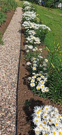 Ромашки, хоста, мох, медвежьи ушки и др