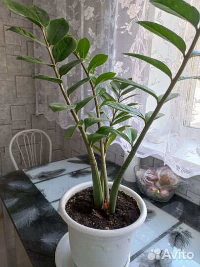 Сансевиерия