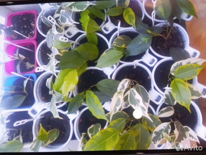 Укоренённые черенки сортовых Фикусов