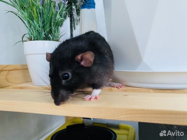 Крыса Дамбо