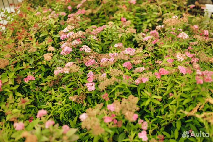 Многолетняя рассада из питомника