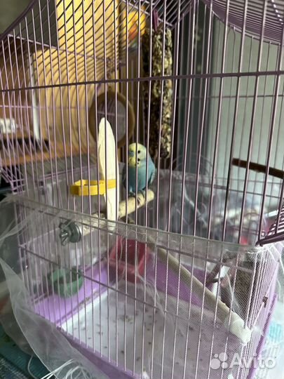 Волнистый попугай с клеткой