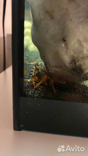 Аквариум с рыбками