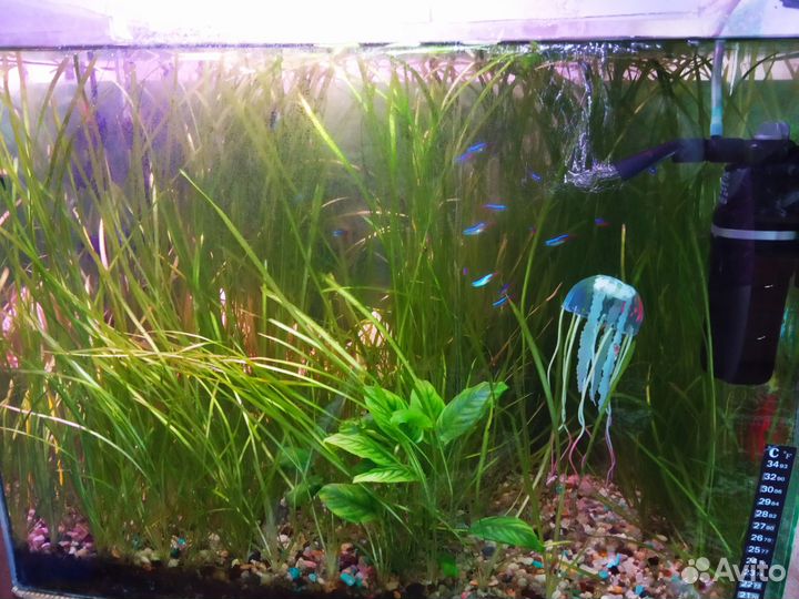 Аквариумные растения