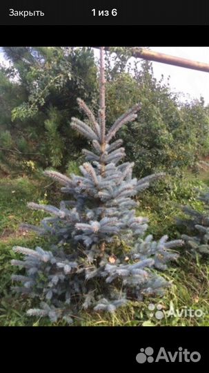 Голубую ель