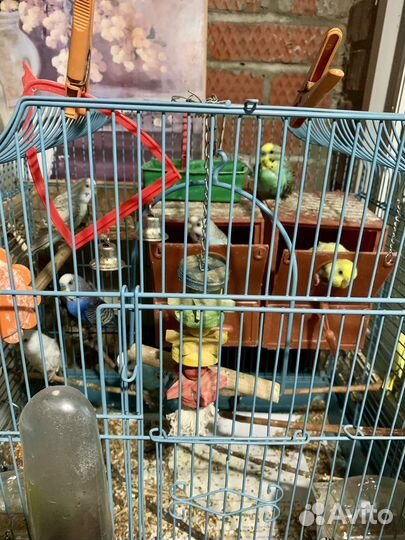 Семья волнистых попугаев