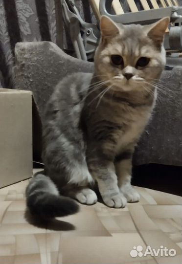 Британская кошка