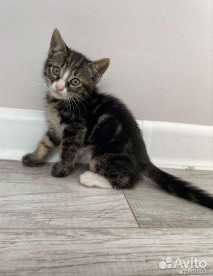 Котенок в добрые руки