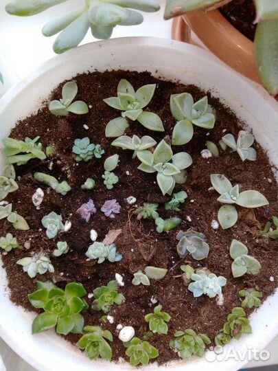 Флорариум, суккуленты,сукулент