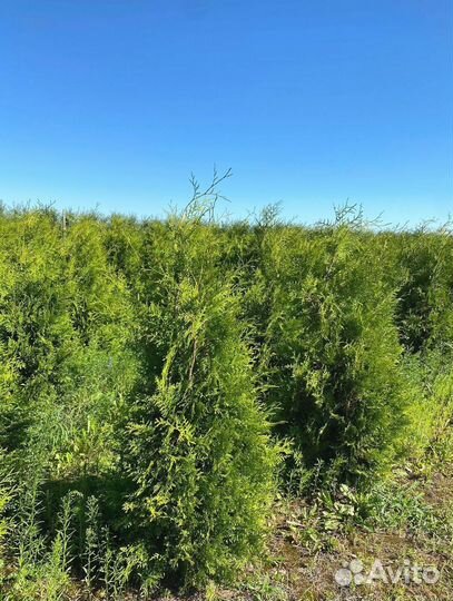 Туя Брабант ком