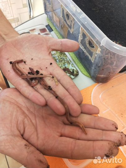 Черви для рыбалки калифорнийские