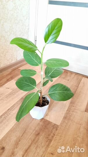 Фикус Бенгальский одри