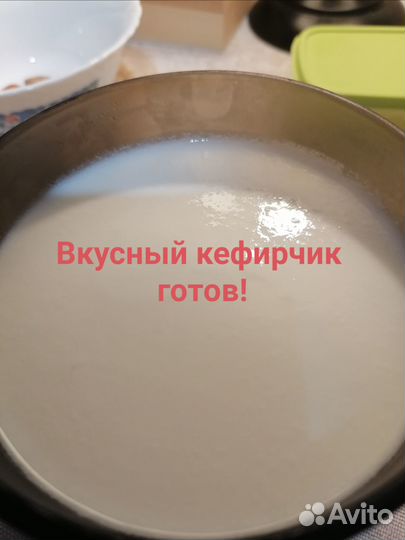 Кефирный тибетский молочный гриб